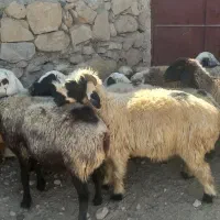 میش داشتی