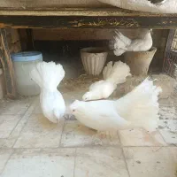 دوتا جوجه چتری نر و ماده