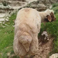 قوچ درجه یک سنجابی