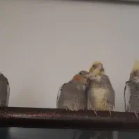 جوجه عروس هلندی