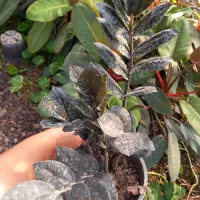 حراج انواع گل و گیاه آپارتمانی به مناسبت روز پدر