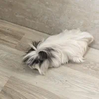 حیوون خونگی خوکچه هندی|موش و خرگوش|مراغه, |دیوار