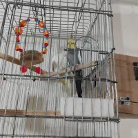 یک جفت عروس