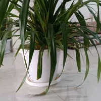 گل طبیعی