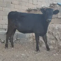 گاو و گوساله (تلیسه برانسویس)|حیوانات مزرعه|کامفیروز, |دیوار