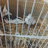 یک جفت عروس هلندی