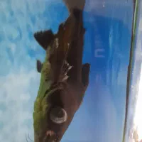 ماهی|ماهی|شیروان (خراسان), |دیوار