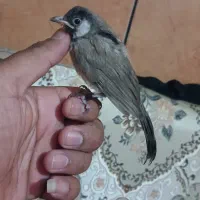 پرنده