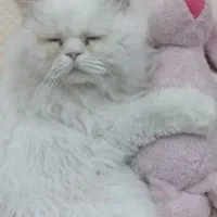 گم شده|حیوانات|رفسنجان, |دیوار