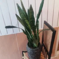 گل،لیوان،شیرینی خوری،سینی،سرویس