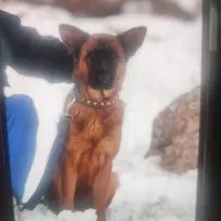 سگ ژرمن شپرد