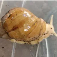 حراج حلزون البینو