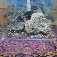 ماهی وآکواریوم