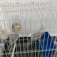 عروس هلندی نر وماده مولد