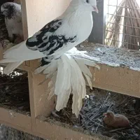 خرید و فروش کرمان هرمزگان