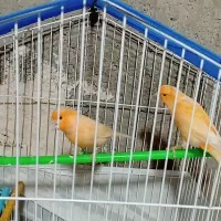 قناری فروش فوری