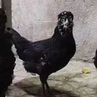 نیمچه مرغ گلین