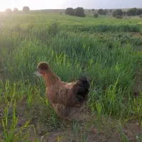 تخم مرغ نطفه دار برهما پاتریج، لهستانی بوف،گلین