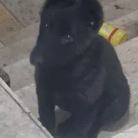 ژرمن ۵ ماهه