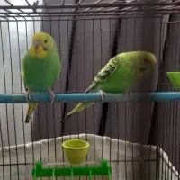 سه تا مرغ عشق سالم و سرحال جوان فروش یا معاوضه