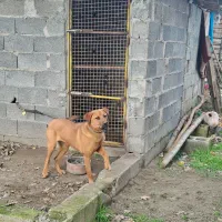 توله کن کورسو