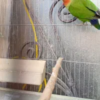 طوطی برزیلی|پرنده|ری, شهرک نظامی|دیوار