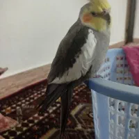 عروس هلندی|پرنده|کلاله, |دیوار