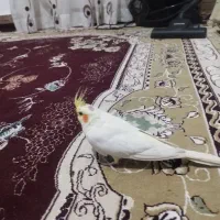 عروس هلندی|حیوانات|اسفراین, |دیوار