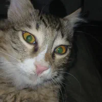 گربه نر ۴ ماهه