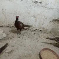 مرغ و خروس زینتی|حیوانات مزرعه|تهران, هفده شهریور|دیوار