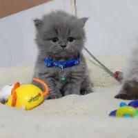 پرشین های اصیل