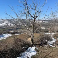 زمین فروشی باغ کنار جاده دردل طبیعت وکنارکوه بیلی|فروش زمین و ملک کلنگی|کلاله, |دیوار
