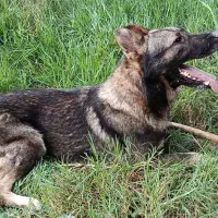 سگ ژرمن ورک