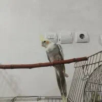 عروس هلندی نر 4 ماهه|پرنده|اسلام‌شهر, شهرک مهدیه|دیوار