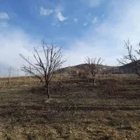 هرس‌کاری‌درختان‌و‌قطع‌درخت|خدمات باغبانی و درختکاری|خلخال, |دیوار