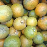 آب نارنج خالص درجه ۱|خوردنی و آشامیدنی|بابلسر, |دیوار