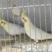عروس هلندی