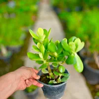 کراسولا یشم گیاه ثروت گل طبیعی|گل و گیاه طبیعی|مشهد, هنرور|دیوار