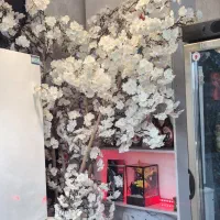 درخت ساکورا برگ سفید وارداتی
