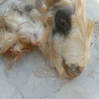 کله پاچه و گوشت