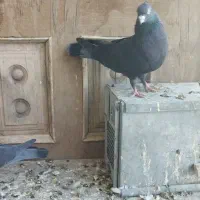 لیلک بزن خوب وکوهی بزن|پرنده|مرودشت, پشت سایپا‎|دیوار