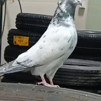 کبوتر پرشی|پرنده|خرمدره, |دیوار