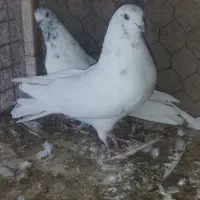 کفتر|پرنده|زارچ, |دیوار