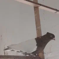 طوقی|پرنده|شهریار, شهریار|دیوار