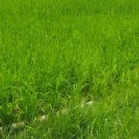 ۲۵۰۰ متر زمین کشاورزی|فروش دفتر صنعتی، کشاورزی، تجاری|آکند, |دیوار