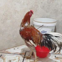 خروس لاری