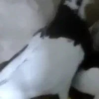 طوقی سیاه گونه دار|پرنده|قزوین, |دیوار