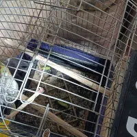 عروس هلندی|پرنده|دالاهو, |دیوار