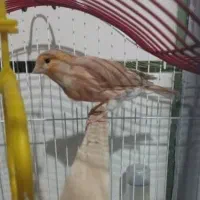 معاوضه با(قناری ماده هست فروشیه)