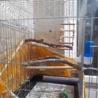 گرینچیک نر|پرنده|تهران, دستغیب|دیوار